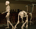 La evolucin humana